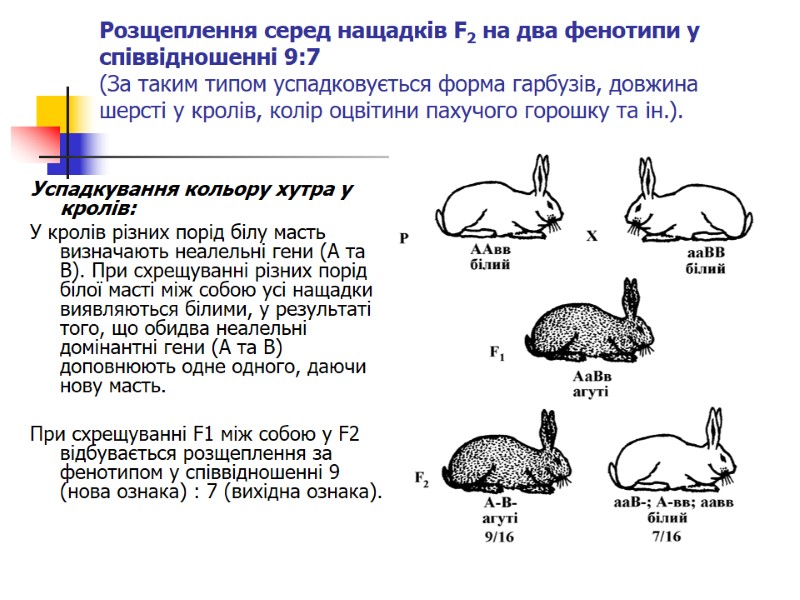 Розщеплення серед нащадків F2 на два фенотипи у співвідношенні 9:7 (За таким типом успадковується